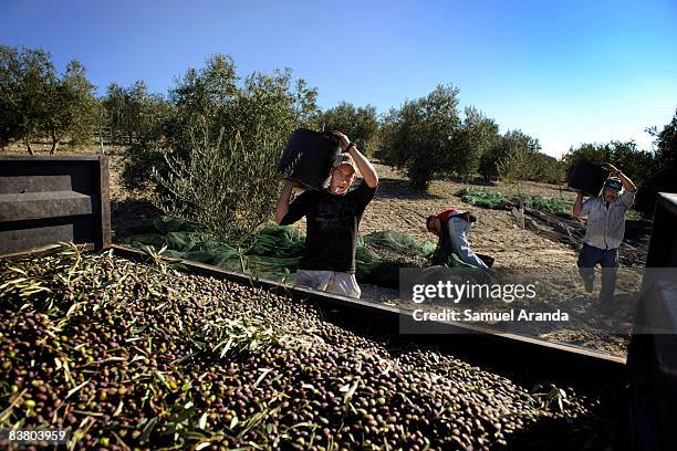 Vicente Urbano and his father Vicente carry olives to a truck as Virginia Urbano picks the olives from the manta November 21, 2008 in Carteya La...