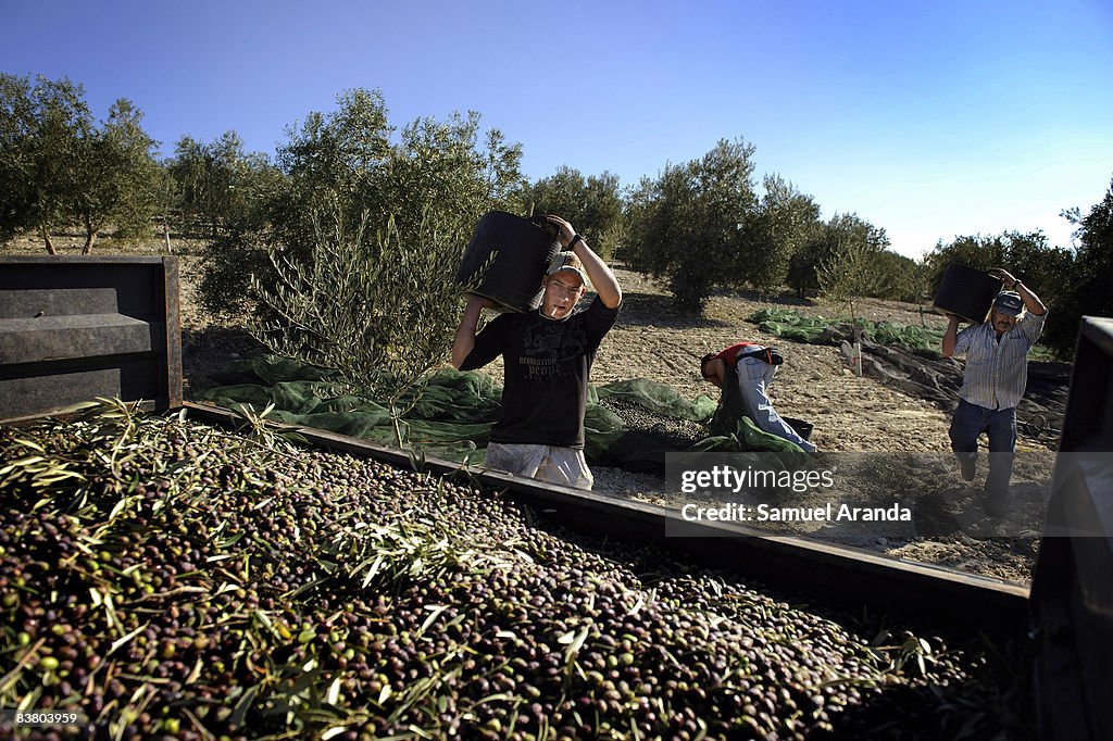 Fewer Jobs For Immigrant Workers In Spanish Olive Harvest