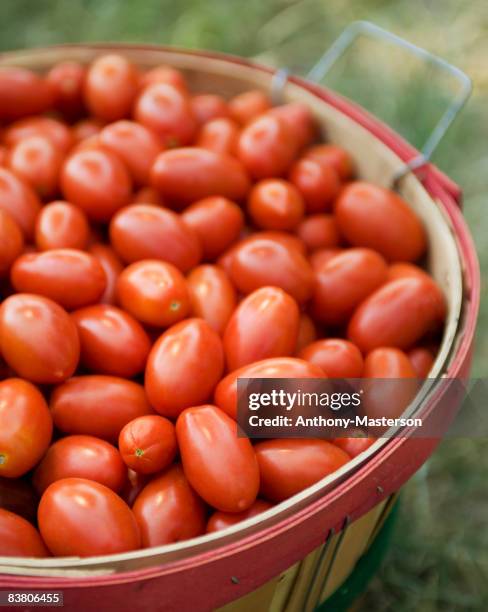 bushel basket of roma tomatoes  - plum tomato stock pictures, royalty-free photos & images