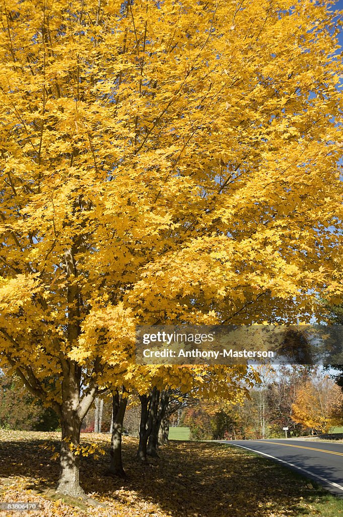 Sugar maple (Acer saccharum) in the fall