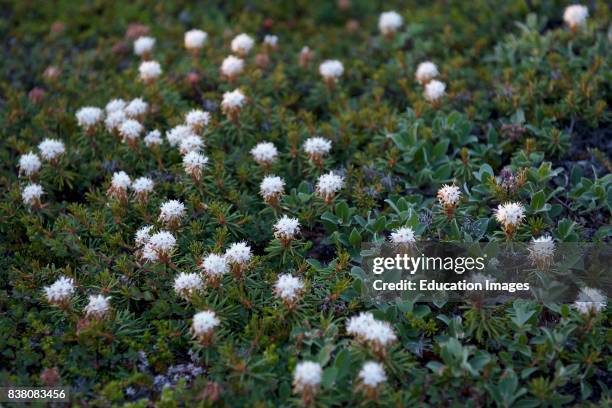 Marsh Labrador-tea in Greenlandic: Qajaasaaraq. Grows in bogs and moist soil, flowers from june to july. It is a low shrub with evergreen leaves that...