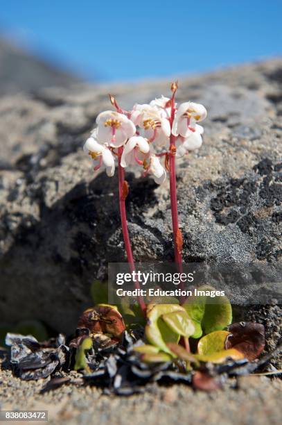 Large-flowered Wintergreen from the Disko island, Western Greenland. The Pyrola Grandiflora is a hardy perennial evergreen subshrub in the Ericaceae...