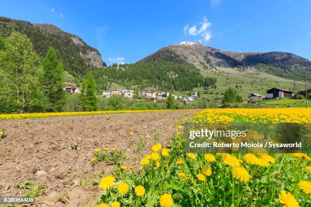 wild flowers, lavin, switzerland - engadin valley stockfoto's en -beelden