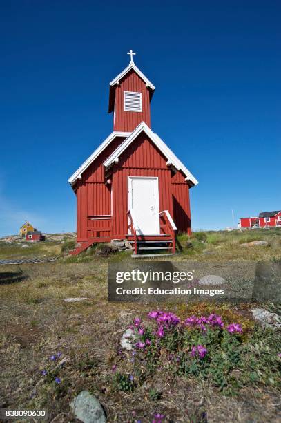 Small Greenlandic church from Ilimanaq, a settlement in the Qaasuitsup municipality in western Greenland. The national flower of Greenland, Dwarf...