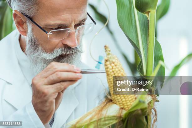 análisis de laboratorio - modificación genética fotografías e imágenes de stock