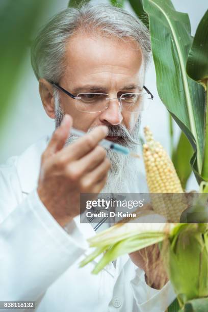 análisis de laboratorio - alimento genéticamente modificado fotografías e imágenes de stock