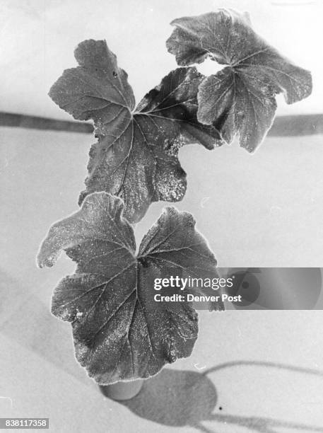 Leaves of peppermint geranium, like some other members of the geranium family, are steeped with other items for punch, tea, herb vingegar. Credit:...