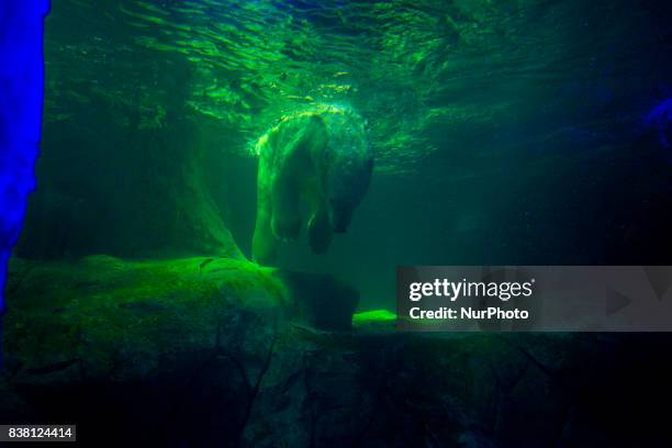 Polar bears Aurora and Peregrino live in the São Paulo Aquarium in Ipiranga, South Zone of the capital on 23 August 2017. Born in cold Russia,...