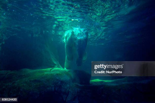 Polar bears Aurora and Peregrino live in the São Paulo Aquarium in Ipiranga, South Zone of the capital on 23 August 2017. Born in cold Russia,...