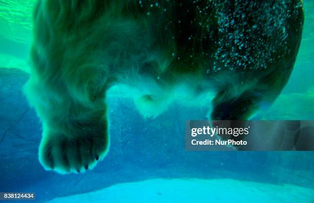 Polar bears Aurora and Peregrino live in the São Paulo Aquarium in Ipiranga, South Zone of the capital on 23 August 2017. Born in cold Russia,...