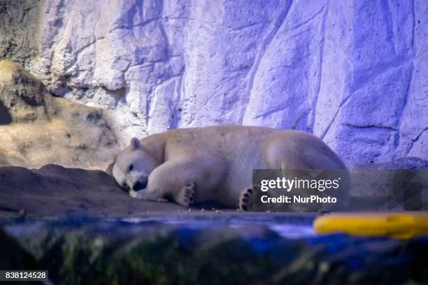 Polar bears Aurora and Peregrino live in the São Paulo Aquarium in Ipiranga, South Zone of the capital on 23 August 2017. Born in cold Russia,...