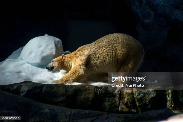 Polar bears Aurora and Peregrino live in the São Paulo Aquarium in Ipiranga, South Zone of the capital on 23 August 2017. Born in cold Russia,...