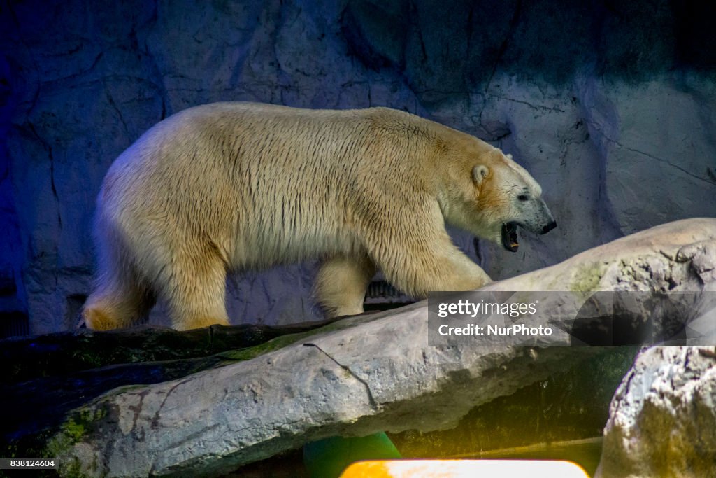 Polar Bears In Sao Paulo