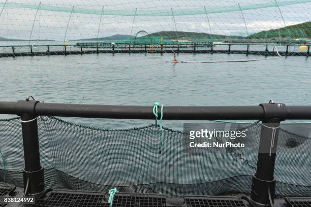 View of a salmon farm near Rolla and Andorja Island. Norway Royal Salmon informed that its operating revenue grew by 23.9 per cent in the second...