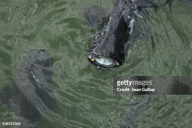 Giant catfish swallows a piece of bread while swimming in a contaminated cooling pond at the Chernobyl nuclear power plant on August 18, 2017 near...