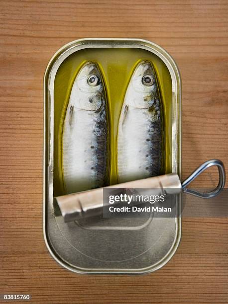 two sardines in a tin - sardine can foto e immagini stock