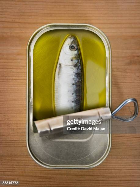 one sardine in a tin - sardine can stock pictures, royalty-free photos & images