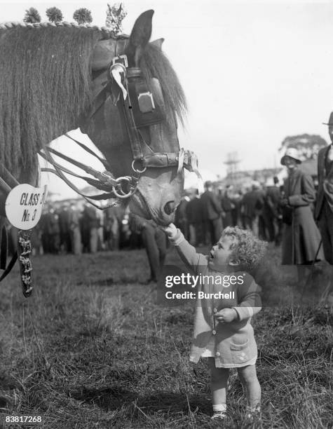 Month-old Michael Ames gives a sugar lump to a prize-winning horse, owned by his grandfather, at the Horfield Agricultural Show, Bristol, 31st August...