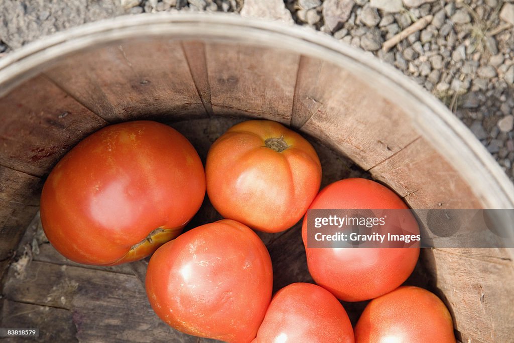 Fresh Organic Tomatoes
