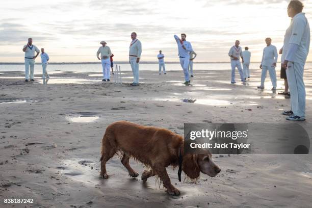 Dog walks past as teams play a cricket match on the Brambles sandbank at low tide on August 24, 2017 in Hamble, England. The annual event sees...