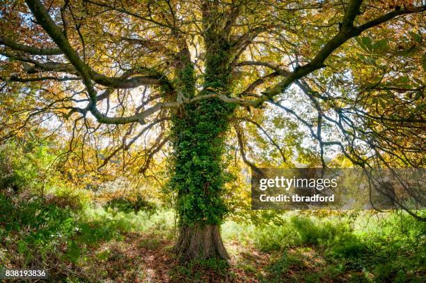 dosel de un árbol castaño - tree canopy pattern fotografías e imágenes de stock