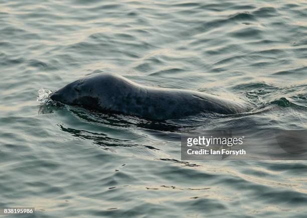 Seal swims in front of fisherman as they fish for Mackerel from the breakwater at South Gare on August 24, 2017 in Redcar, England. The manmade...