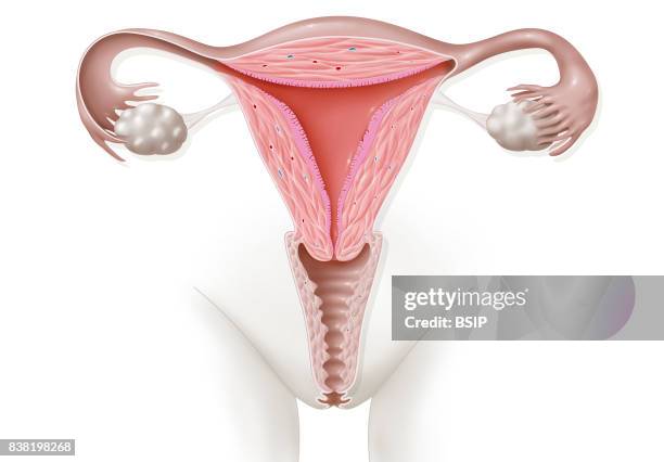 Illustration of the anatomy of female genitalia.