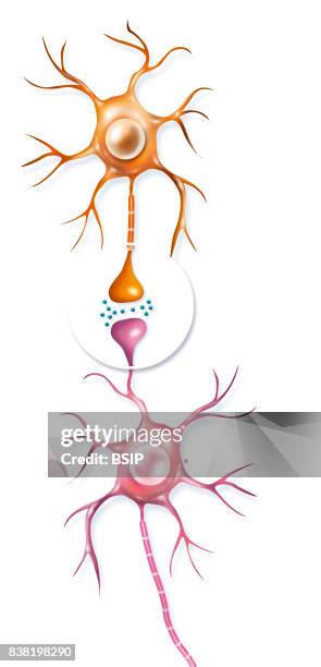 Illustration of a synapse between two dopamine neurons. Nerve impulse transmission is through dopamine and dopamine receptors. Dopamine is vital for...
