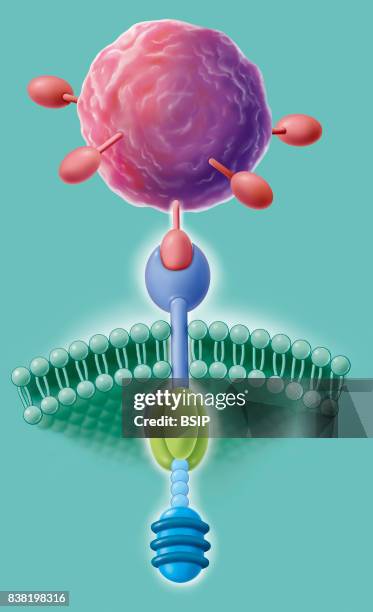 Illustration of the CAR-T cell membrane receptor, a T lymphocyte genetically modified for immunotherapy cancer treatment. The receptor bonds the...