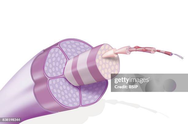 Illustration of the structure of the tendon. From left to right: -epitenon -tertiary fibre bundle bound by endotenon -tertiary fibre bundle...