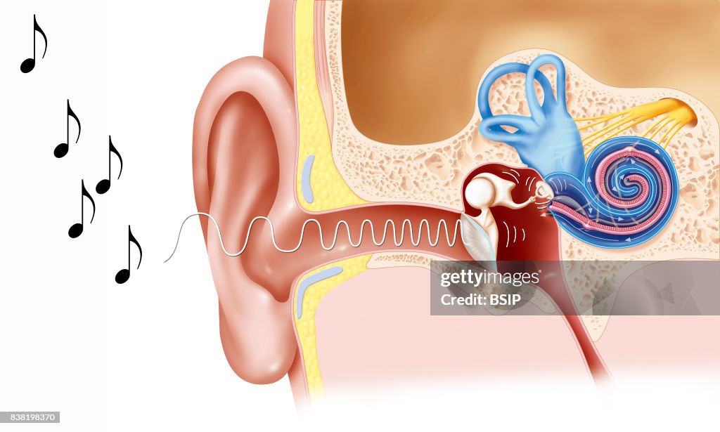 Hearing, drawing