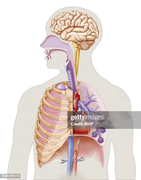 Illustration of the respiratory system: -nasopharynx -larynx and trachea -lungs, the left in cross-section showing bronchial tubes, bronchiolus and...