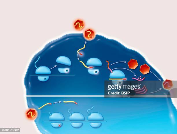 Illustration of a cell infection by an IRES, Internal Ribosomal Entry Site, virus, and the its treatment. The Hepatitis C virus is an RNA virus,...