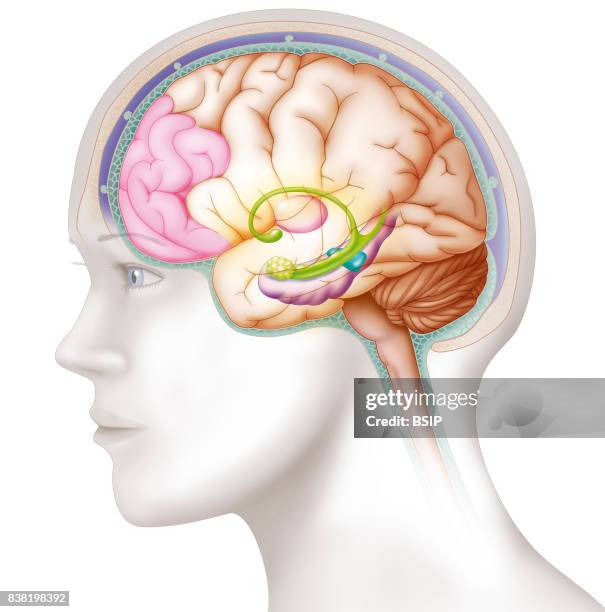 Illustration of the location of the black substance, blue). This area contains dopamine neurons that are produced in smaller quantities in the case...