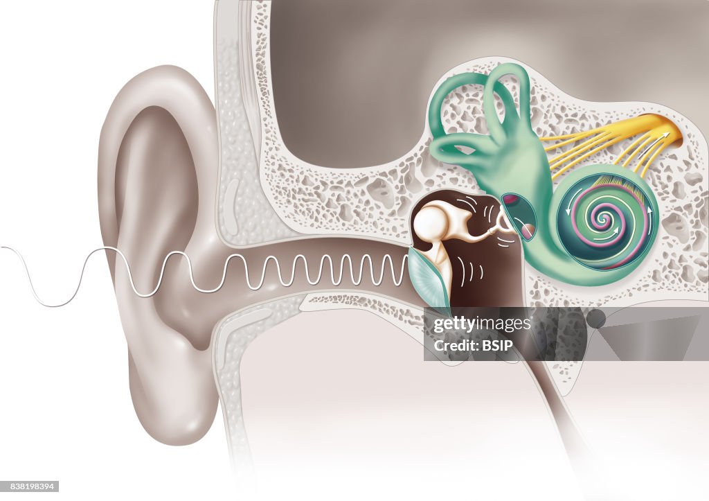 Hearing, drawing