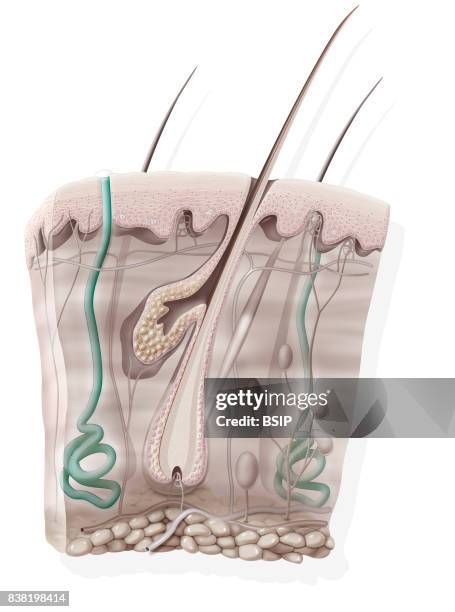 Illustration of the eccrine sweat glands located in the skin and secreting the sweat that regulates the body's temperature, thermoregulation). The...