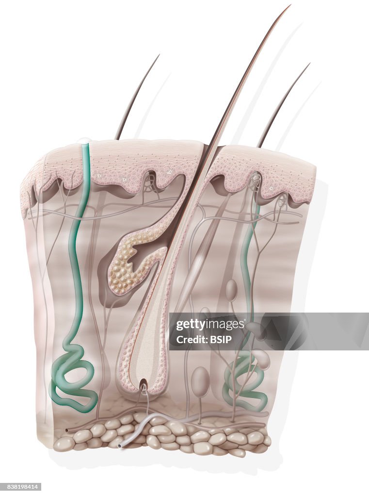 Skin, illustration