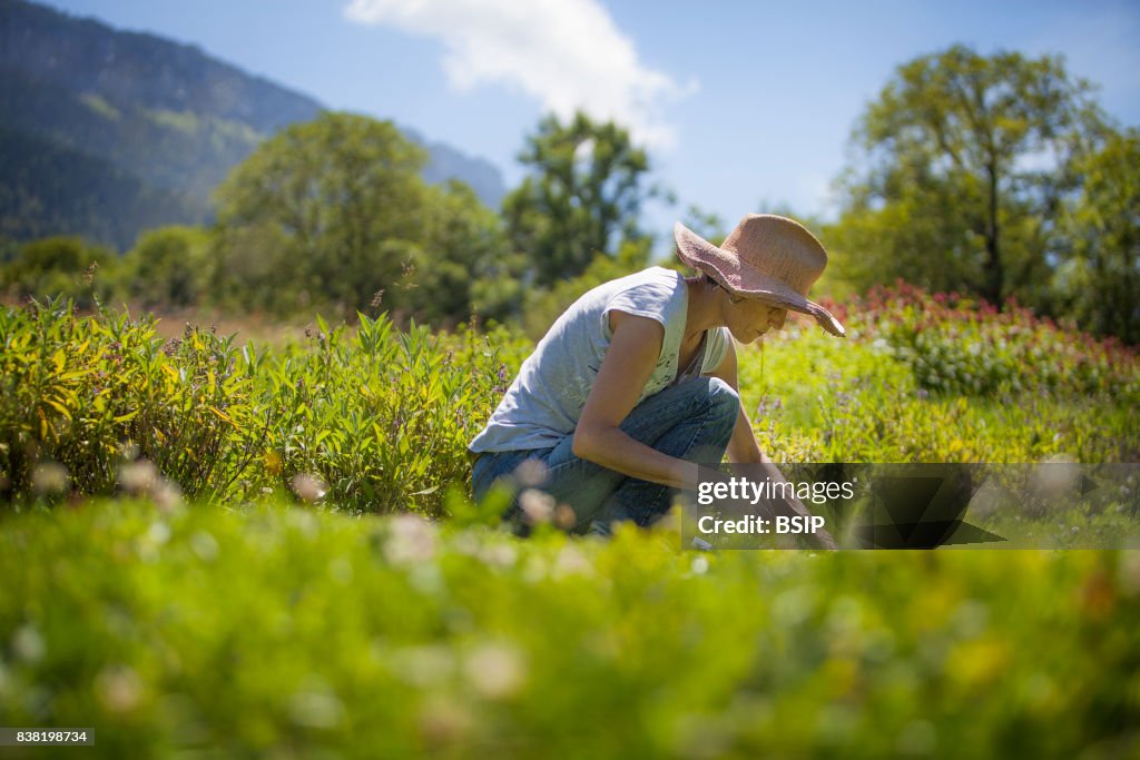 Herbalist