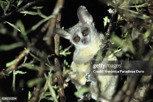 Bush Baby Lesser Lesser Bush Baby Photos and Premium High Res Pictures - Getty Images