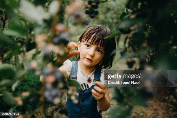 adorable little girl picking blueberries, tochigi, japan - children gardening stock-fotos und bilder