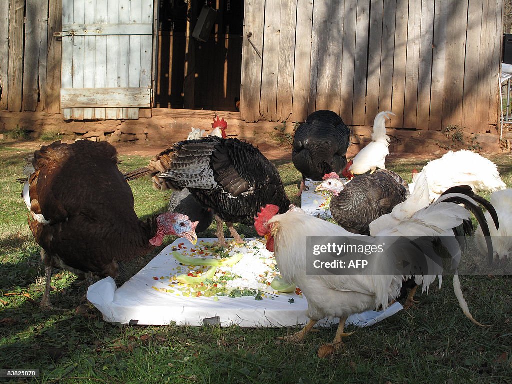 Turkeys and roosters feast during the 11