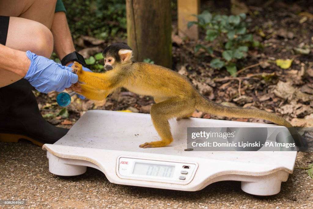 London Zoo annual weigh-in