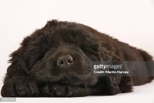 newfoundland puppy against white background. - newfoundland dog stock pictures, royalty-free photos & images