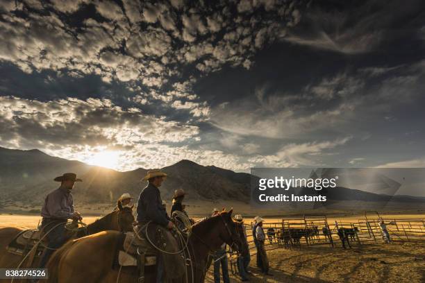at sunrise, a group of cowboys and a cowgirl are ready to start their work day. visible cattle in the background. - rancher stock pictures, royalty-free photos & images