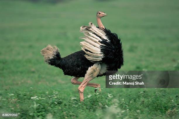 male maasai ostrich running on plains - ostrich 個照片及圖片檔