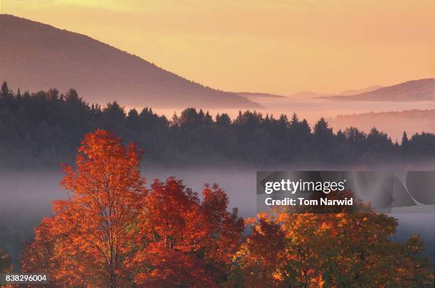 east peacham, vermont-3 - sugar maple stock pictures, royalty-free photos & images