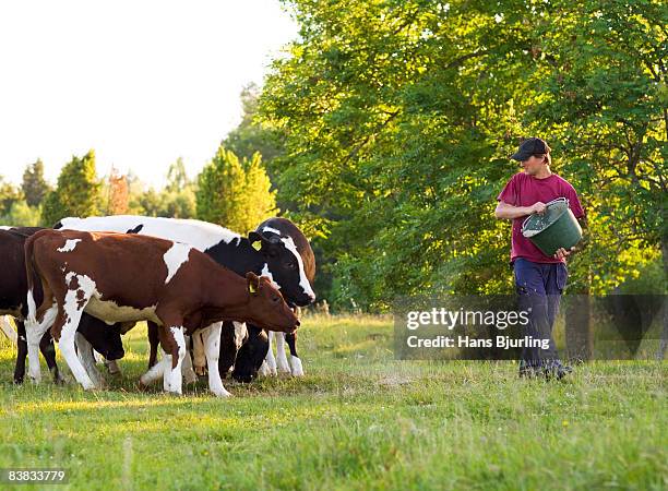 a farmer feeding cows in the pasture sweden. - nordeuropäischer abstammung stock-fotos und bilder