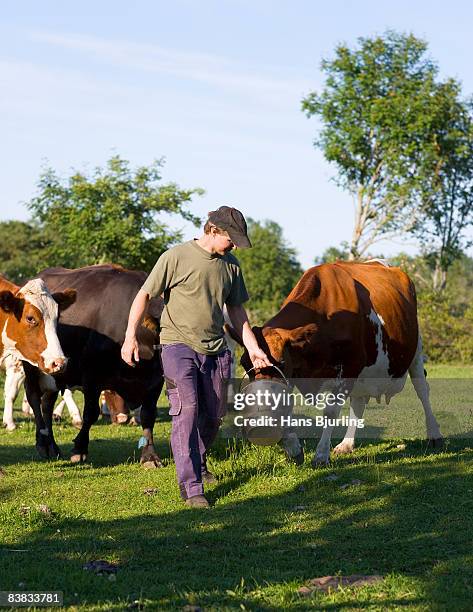 a farmer feeding cows in the pasture sweden. - nordeuropäischer abstammung stock-fotos und bilder