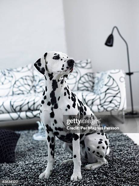 a dalmatian in a living room sweden. - dalmatiner stock-fotos und bilder
