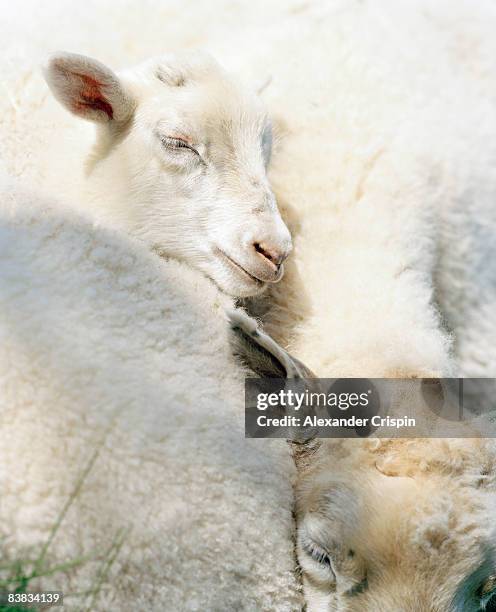 sheep in the sun sweden. - sleep sheep stock pictures, royalty-free photos & images